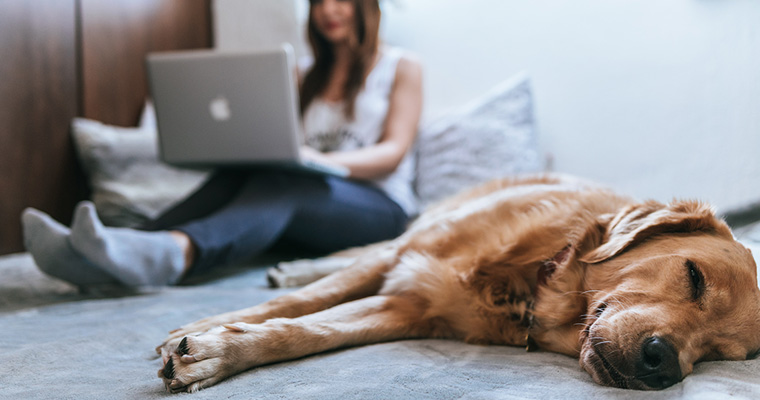 Dog and human relaxing with laptop