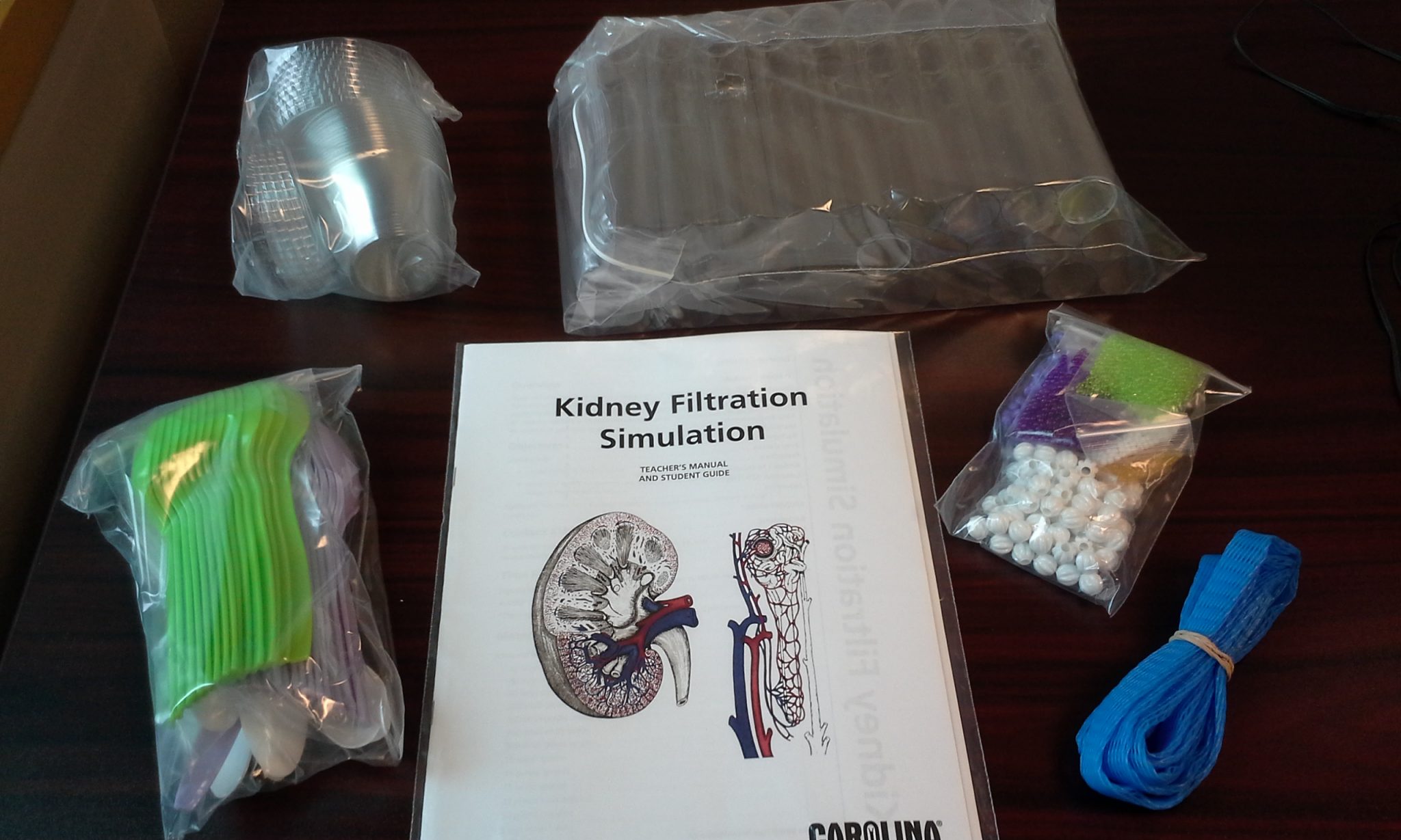 Kidney Filtration Simulation