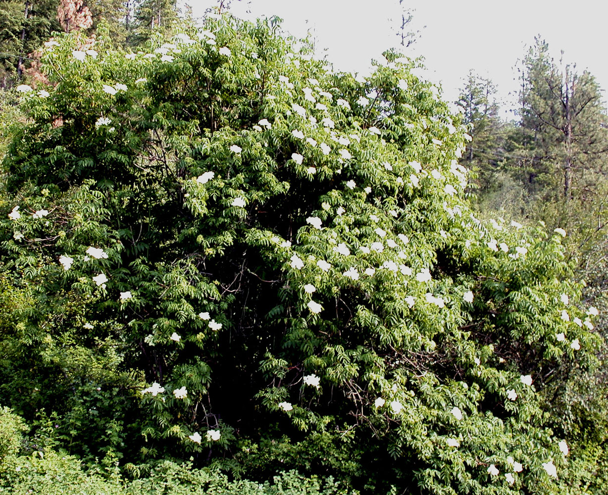Flora of Eastern Washington Image: Sambucus cerulea