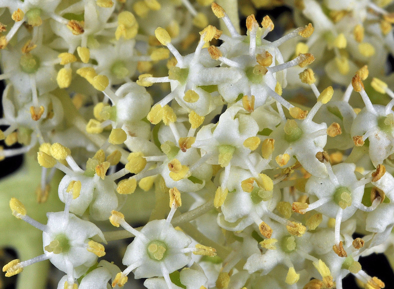 Flora of Eastern Washington Image: Sambucus racemosa