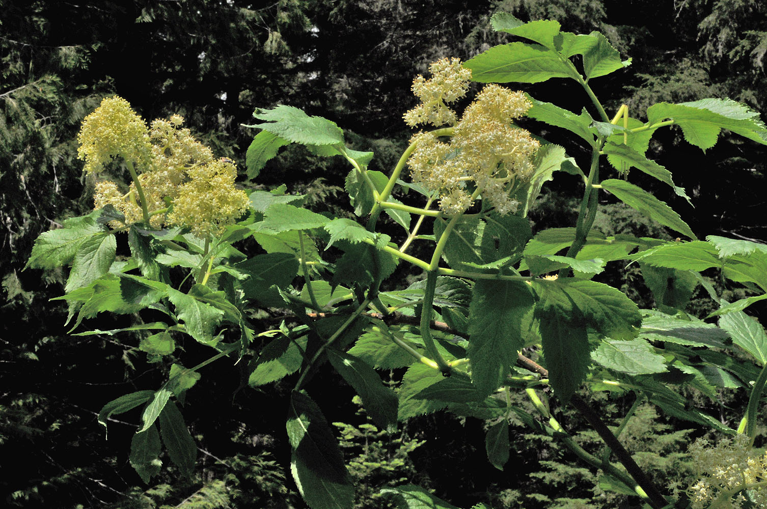 Flora of Eastern Washington Image: Sambucus racemosa