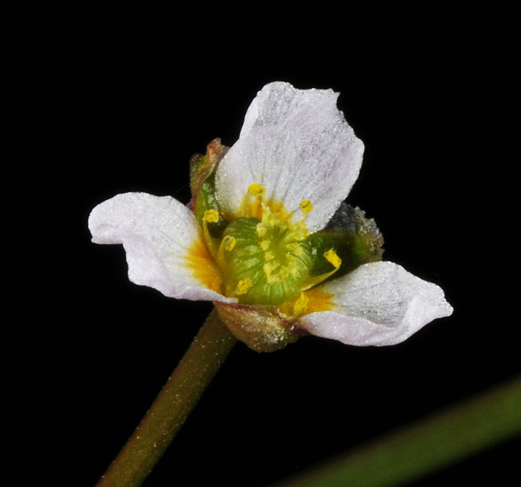 Flora of Eastern Washington Image: Alisma gramineum