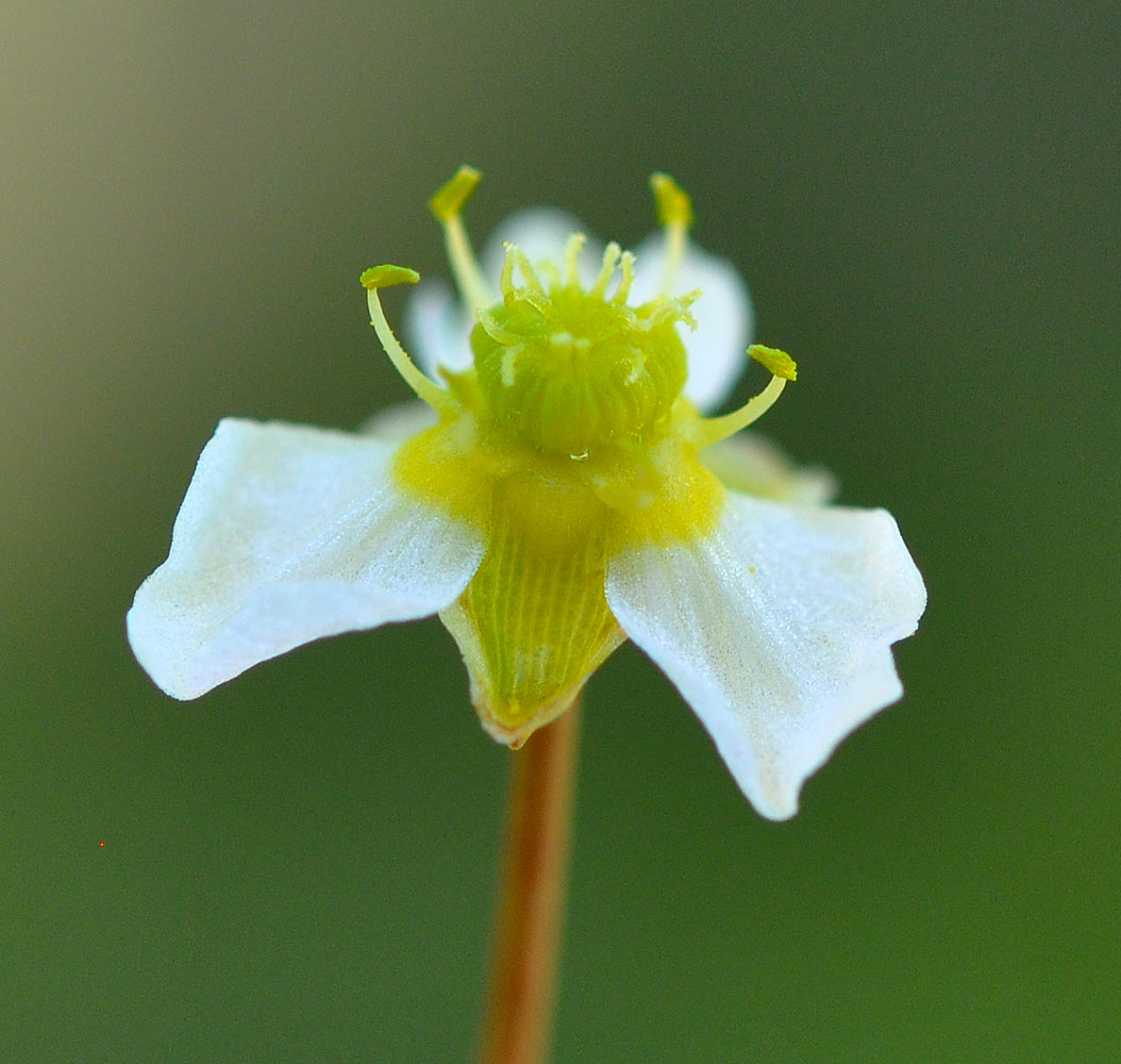 Flora of Eastern Washington Image: Alisma triviale