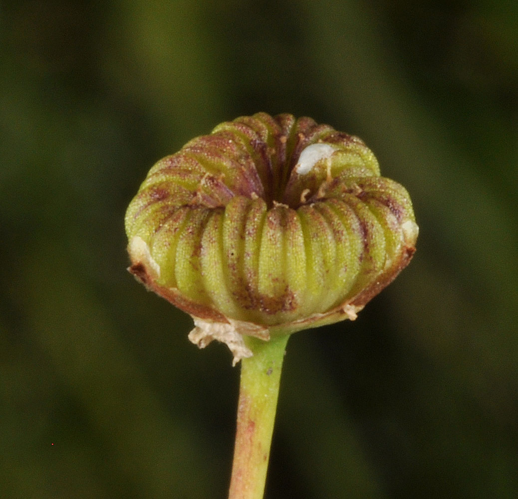 Flora of Eastern Washington Image: Alisma triviale
