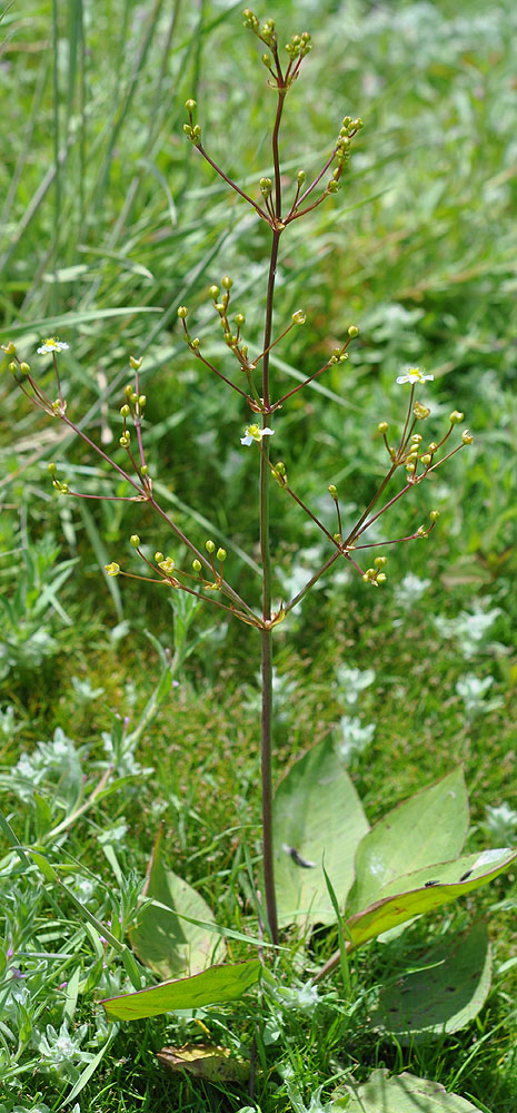Flora of Eastern Washington Image: Alisma plantago-aquatica