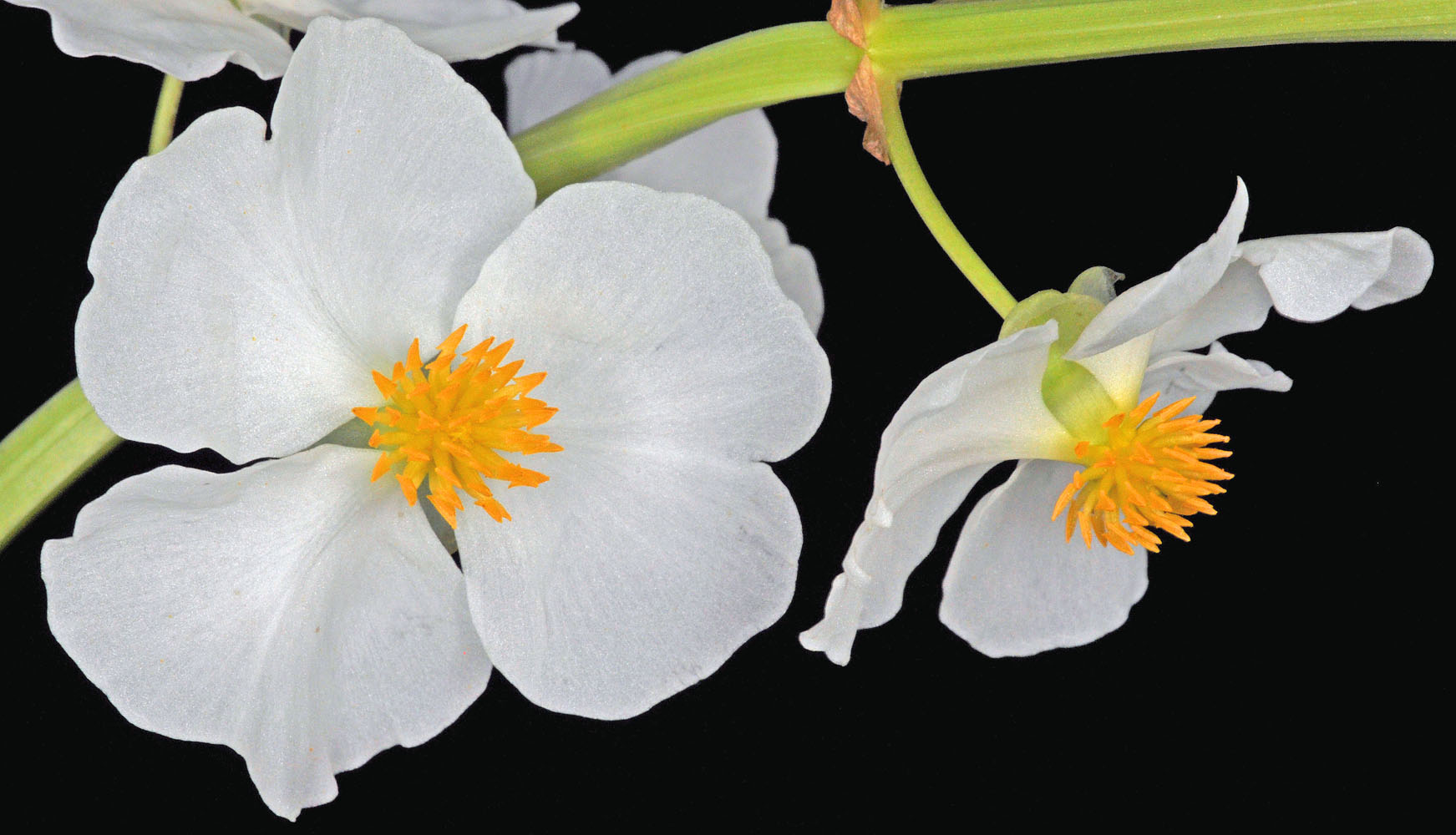 Flora of Eastern Washington Image: Sagittaria latifolia