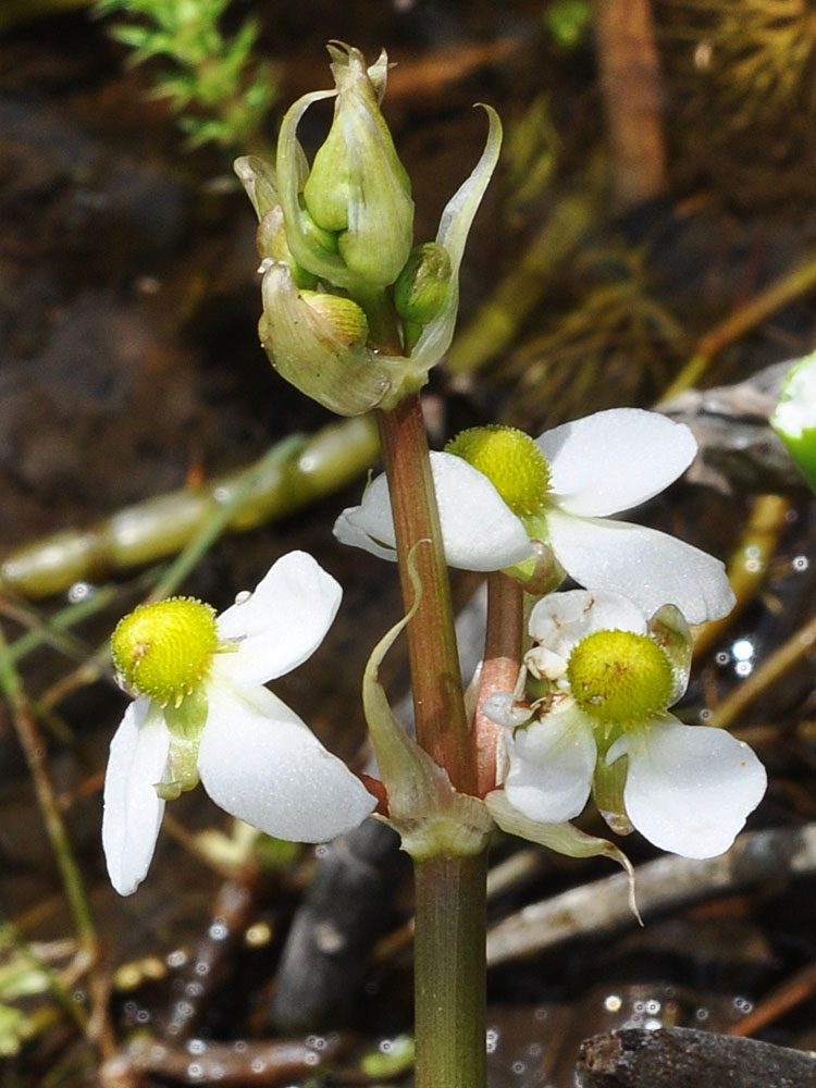 Flora of Eastern Washington Image: Sagittaria cuneata