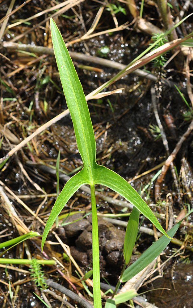 Flora of Eastern Washington Image: Sagittaria cuneata