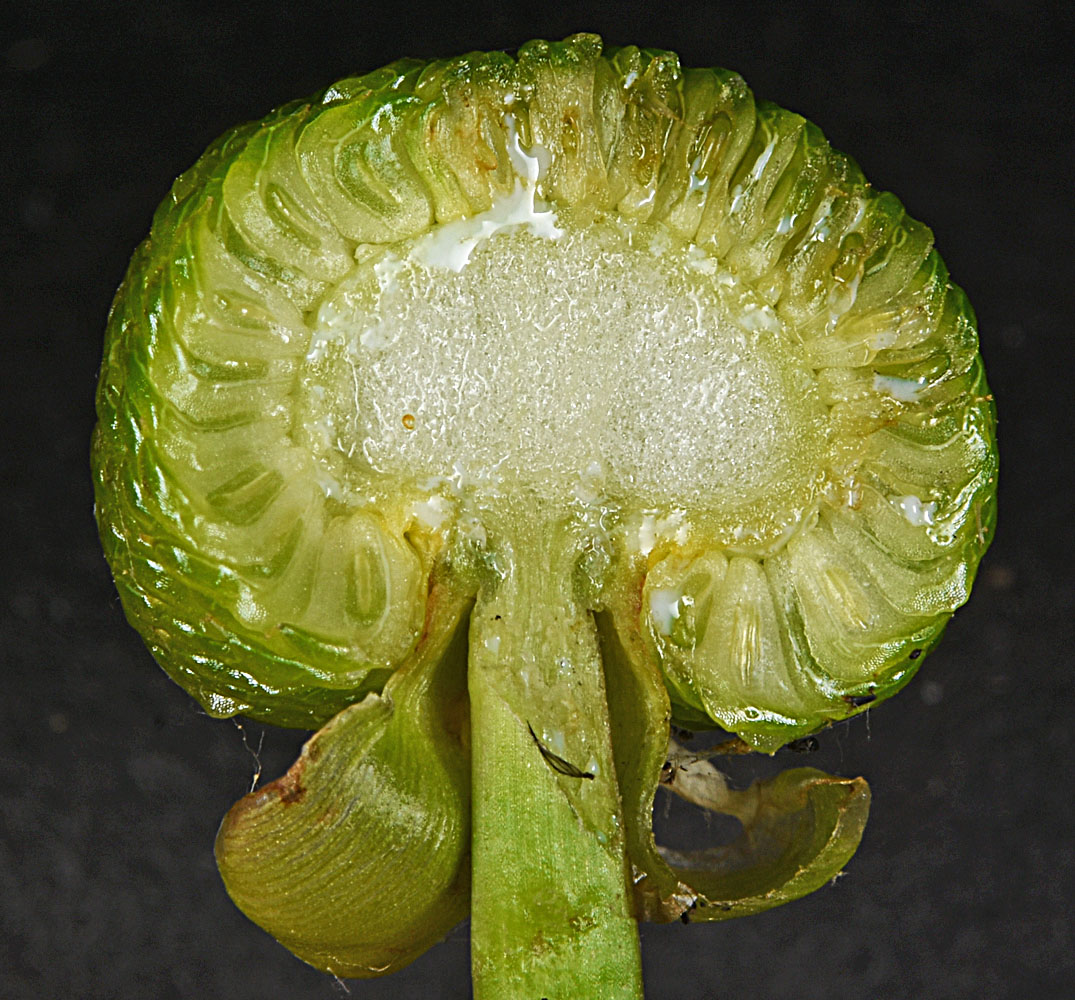 Flora of Eastern Washington Image: Sagittaria latifolia
