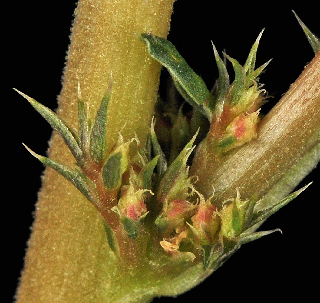 Flora of Eastern Washington Image: Amaranthus albus