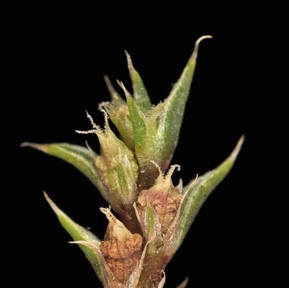 Flora of Eastern Washington Image: Amaranthus albus