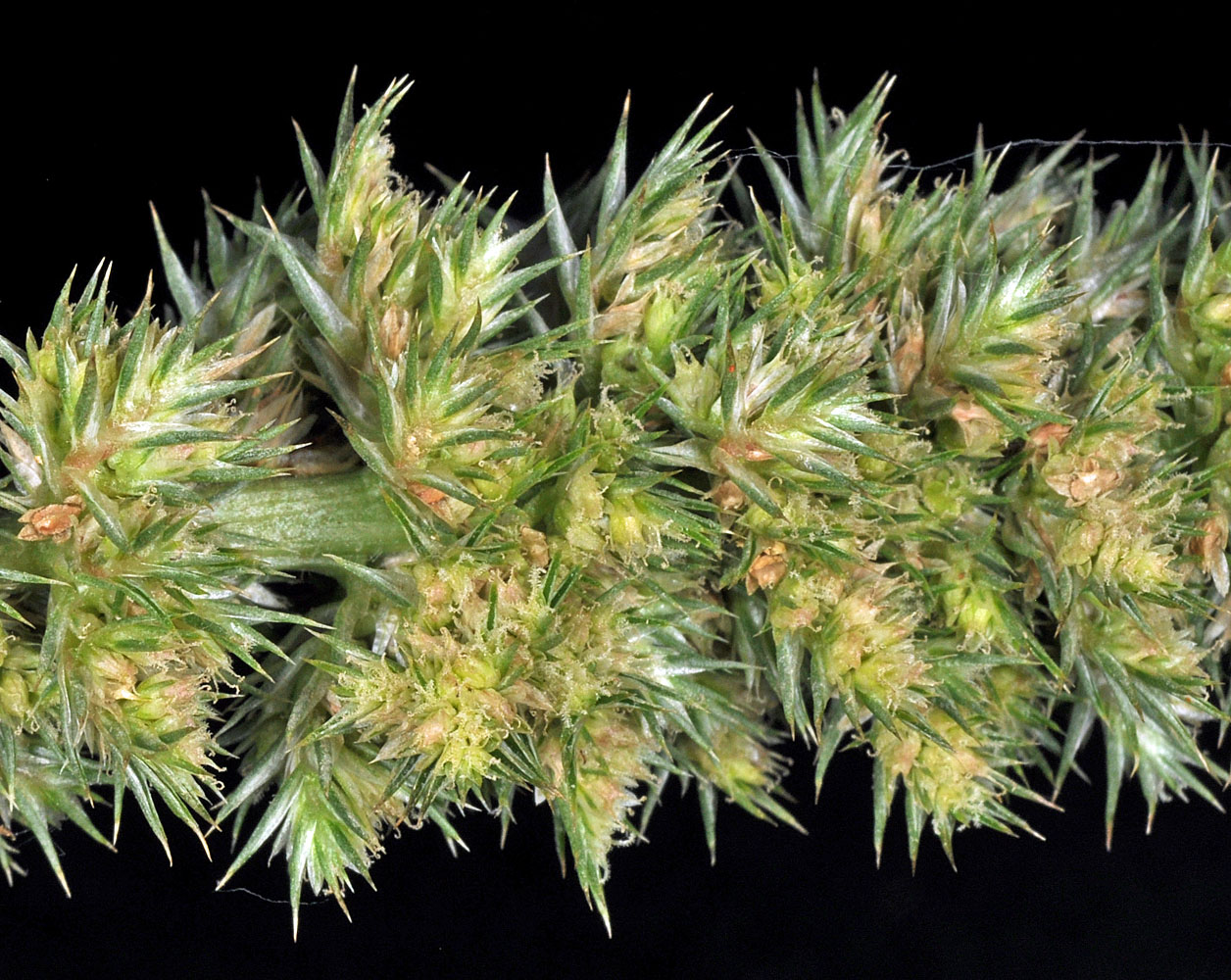 Flora of Eastern Washington Image: Amaranthus powellii