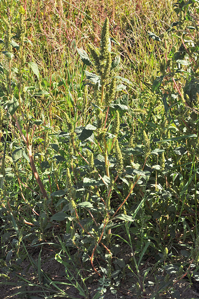 Flora of Eastern Washington Image: Amaranthus powellii