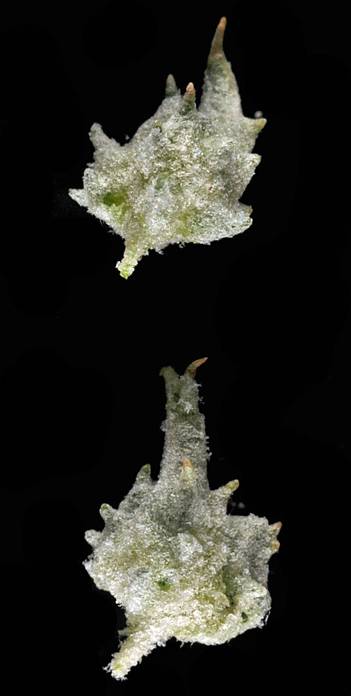 Flora of Eastern Washington Image: Atriplex gardneri