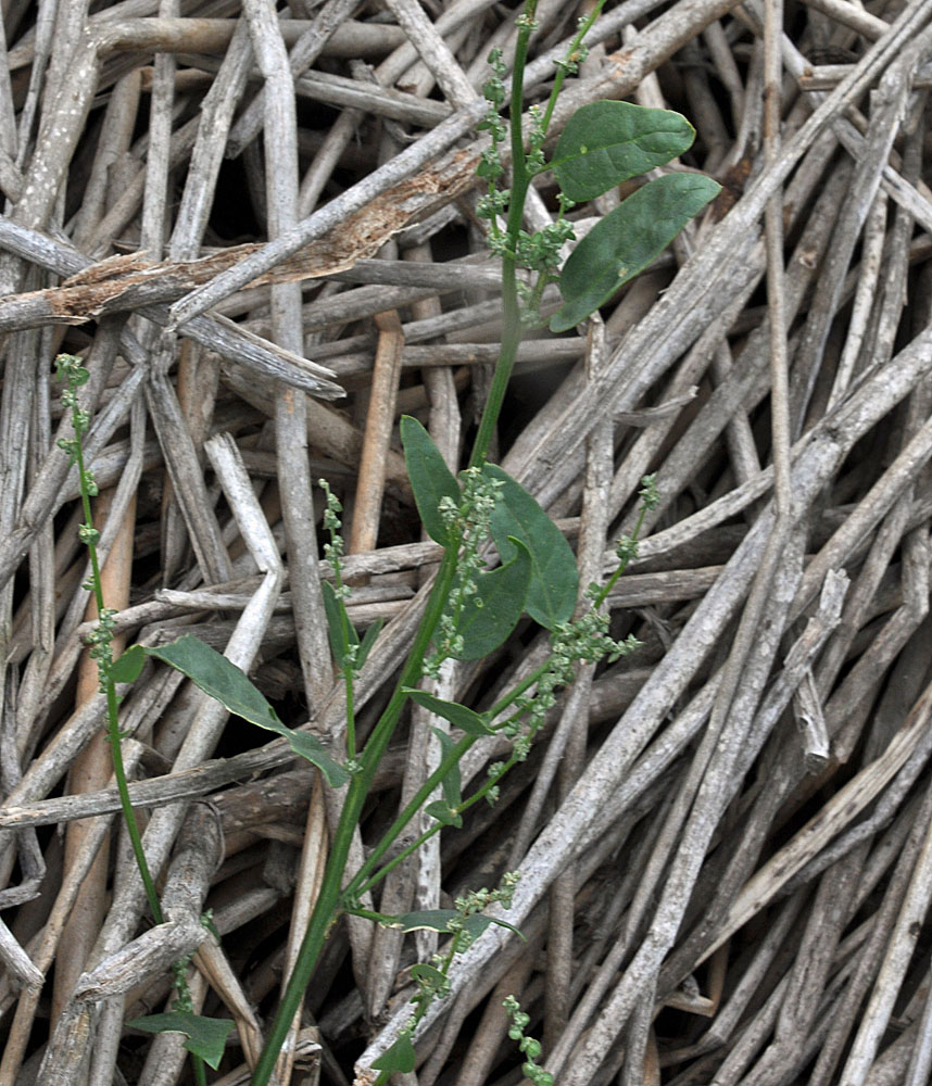 Flora of Eastern Washington Image: Atriplex heterosperma