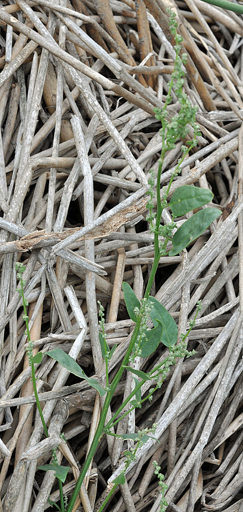 Flora of Eastern Washington Image: Atriplex heterosperma