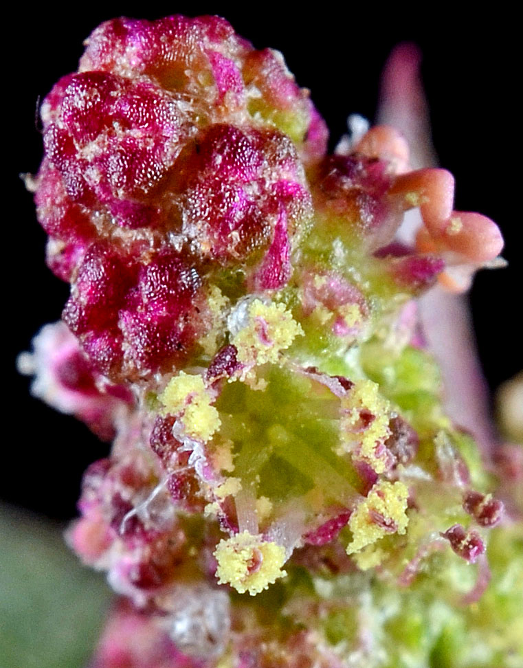 Flora of Eastern Washington Image: Atriplex prostrata