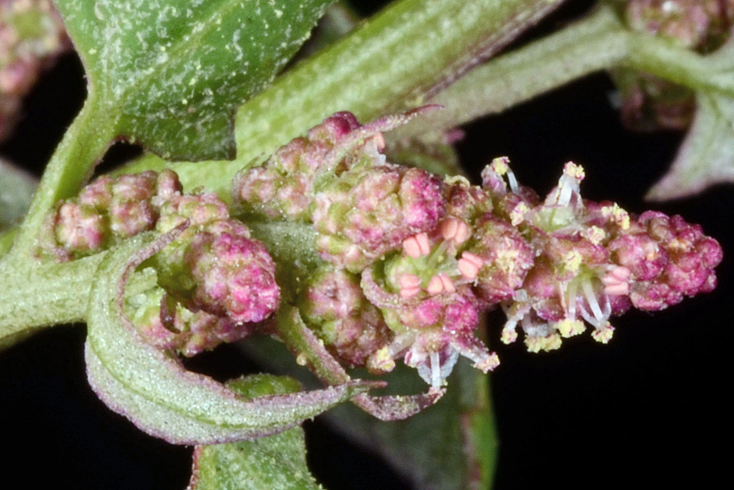 Flora of Eastern Washington Image: Atriplex prostrata