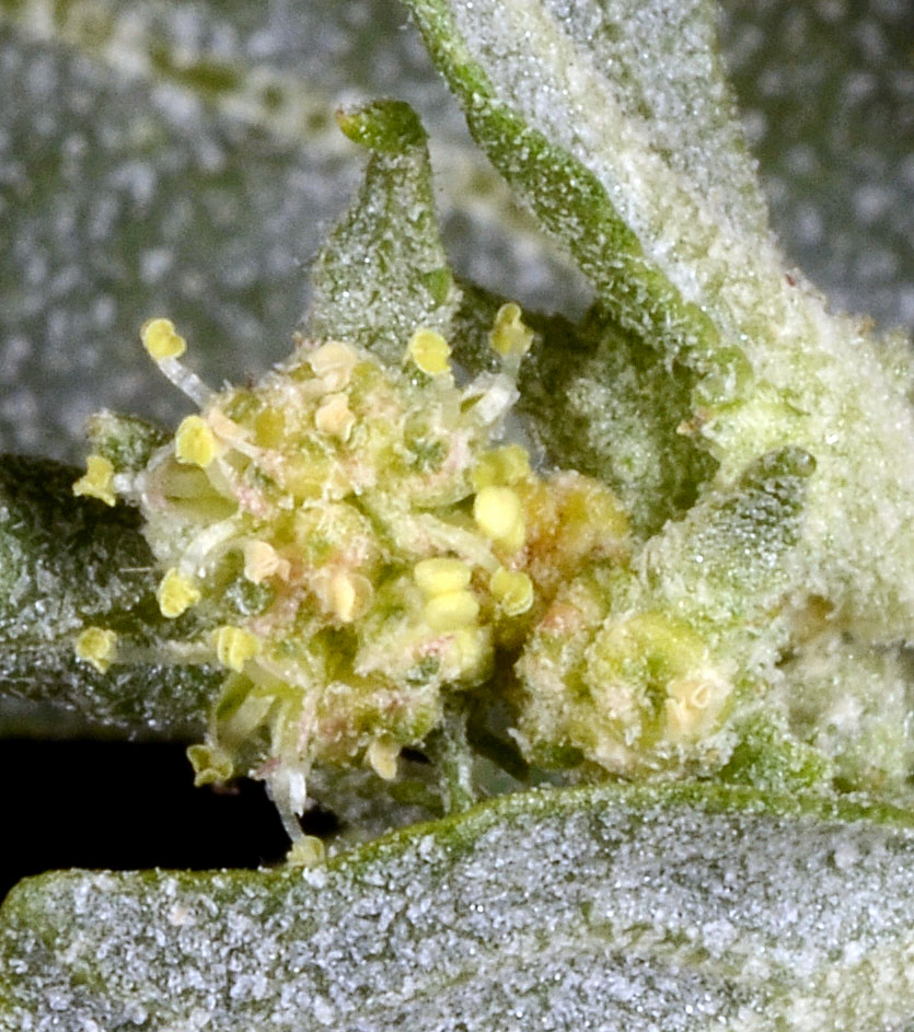 Flora of Eastern Washington Image: Atriplex rosea