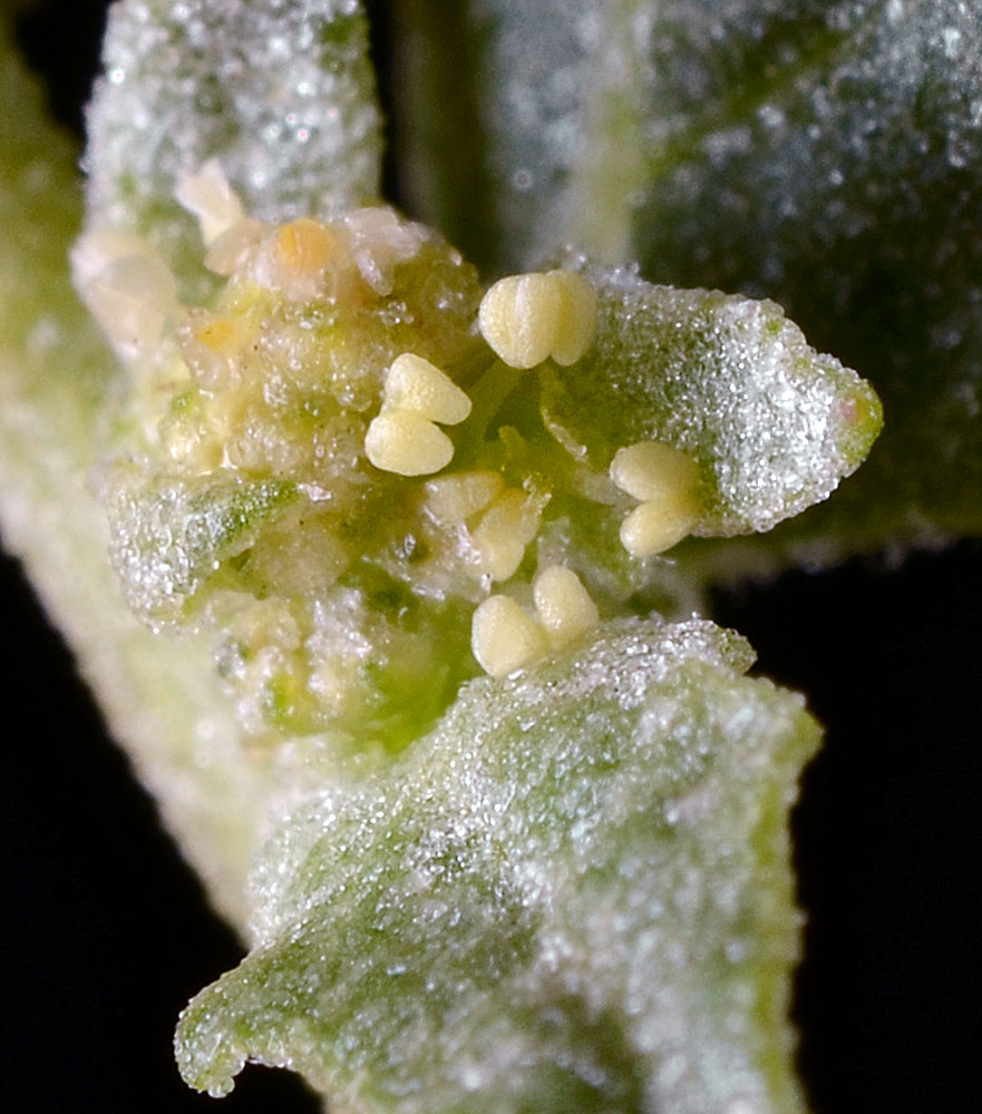 Flora of Eastern Washington Image: Atriplex rosea