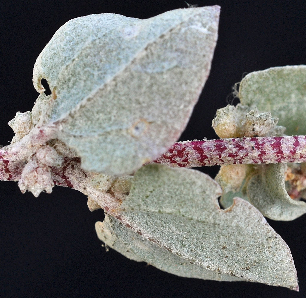 Flora of Eastern Washington Image: Atriplex truncata