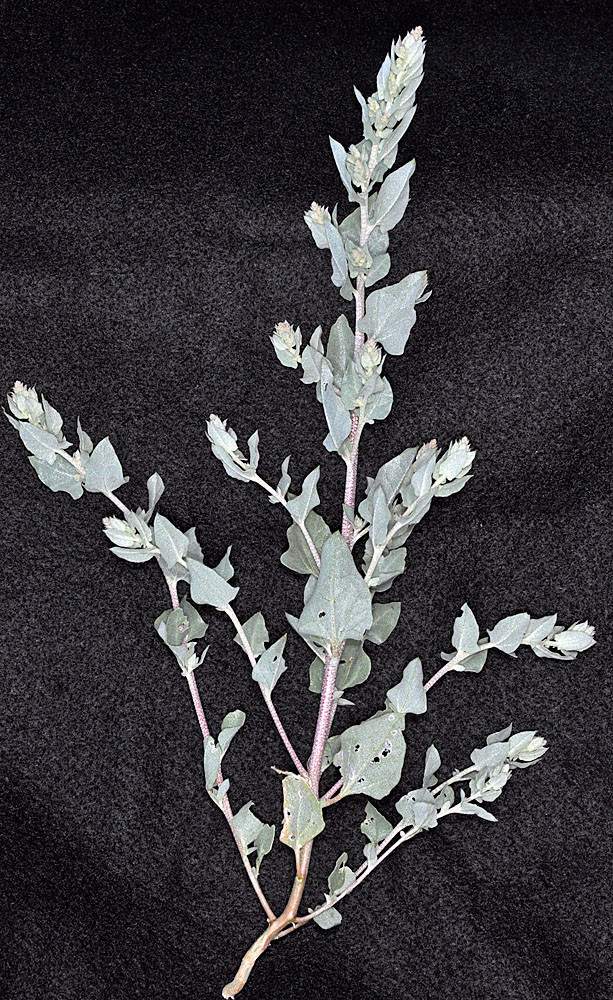 Flora of Eastern Washington Image: Atriplex truncata