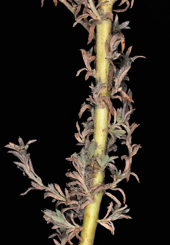 Flora of Eastern Washington Image: Bassia hyssopifolia