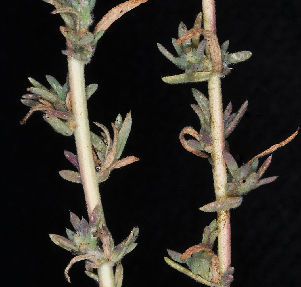 Flora of Eastern Washington Image: Bassia hyssopifolia