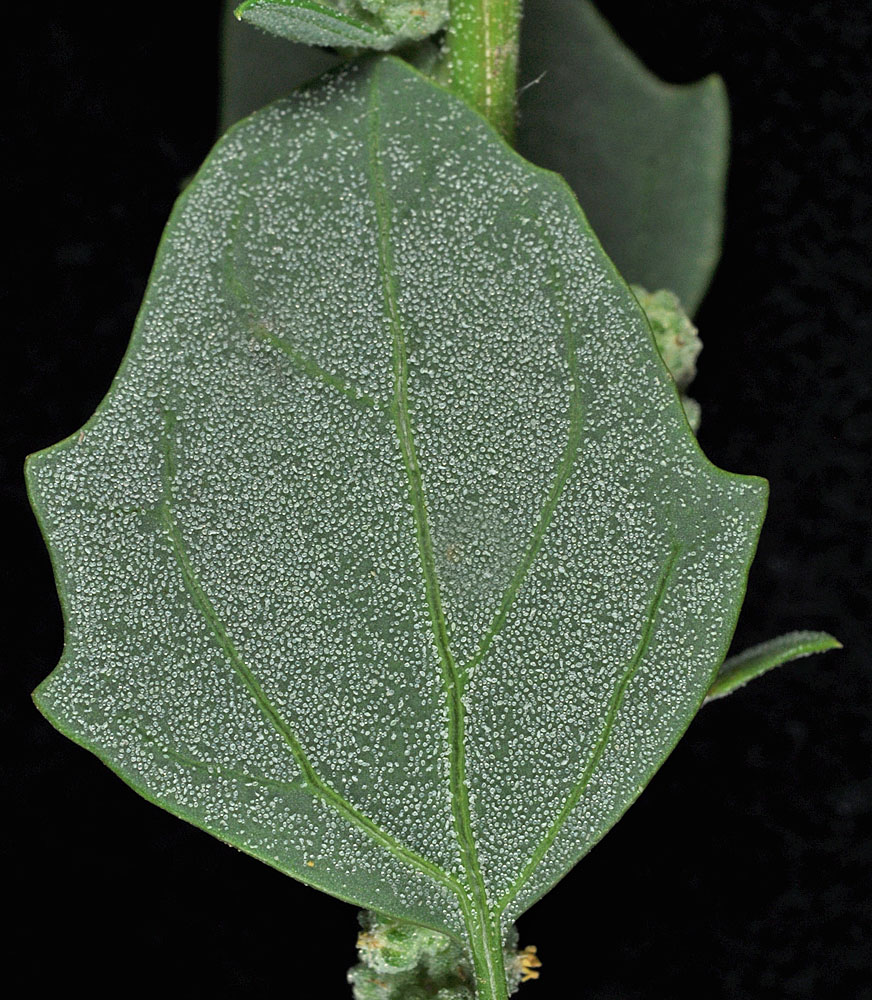 Flora of Eastern Washington Image: Chenopodium album