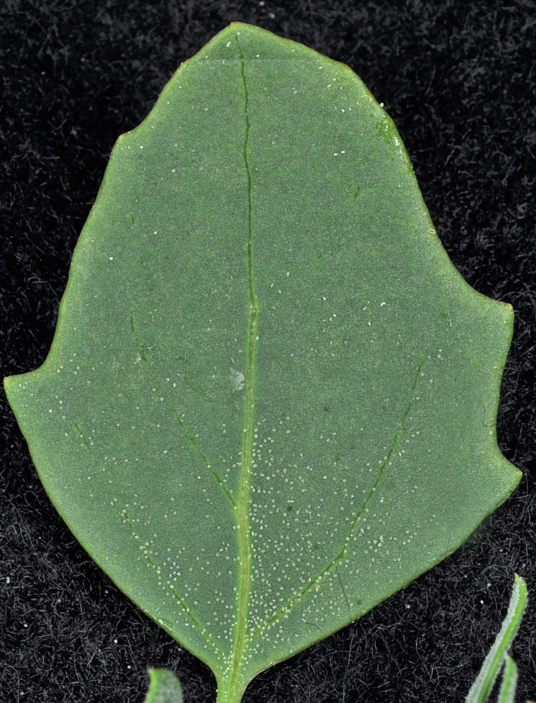 Flora of Eastern Washington Image: Chenopodium album