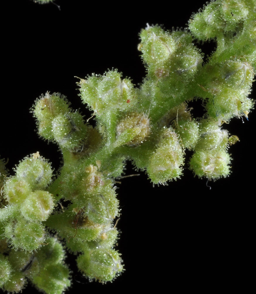 Flora of Eastern Washington Image: Dysphania botrys