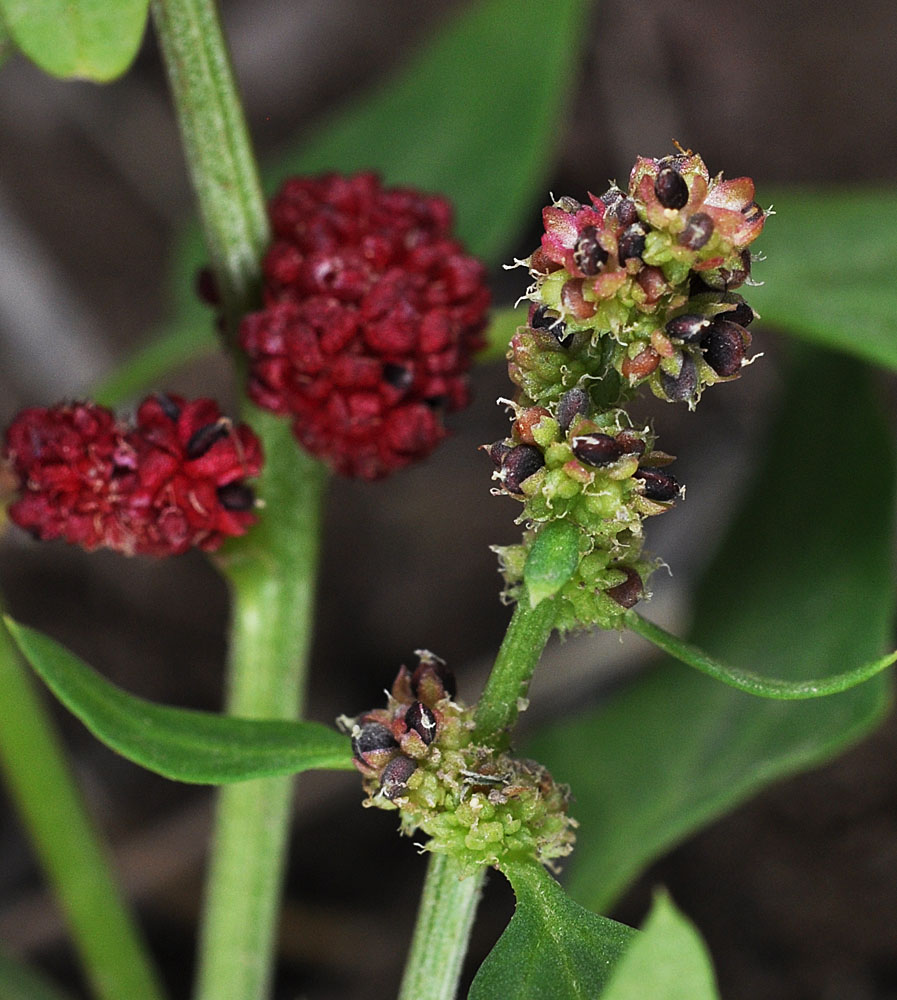 Flora of Eastern Washington Image: Blitum capitatum