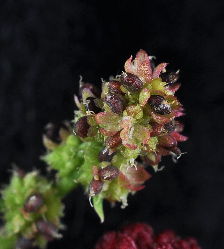 Flora of Eastern Washington Image: Chenopodium capitatum