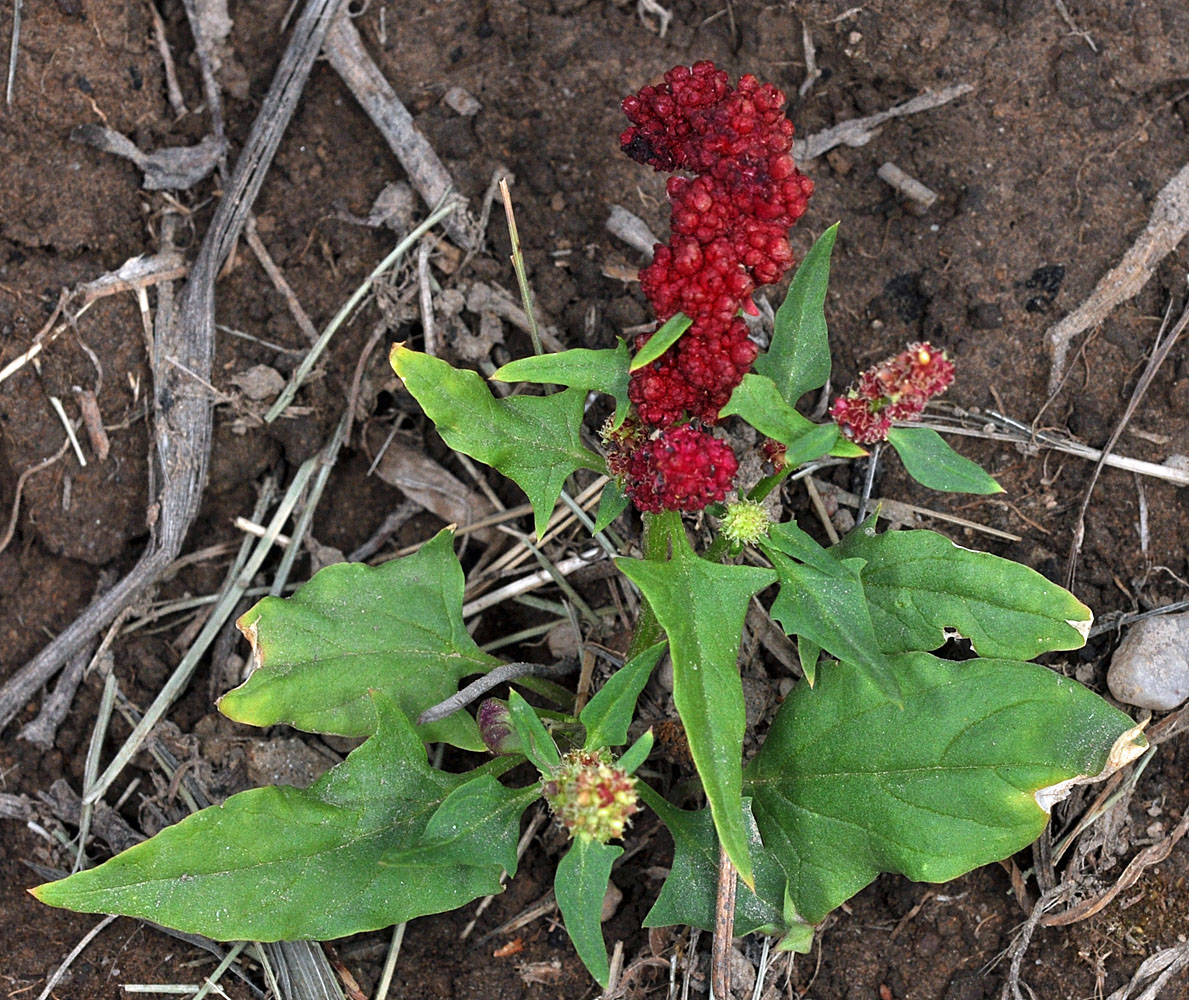 Flora of Eastern Washington Image: Blitum capitatum