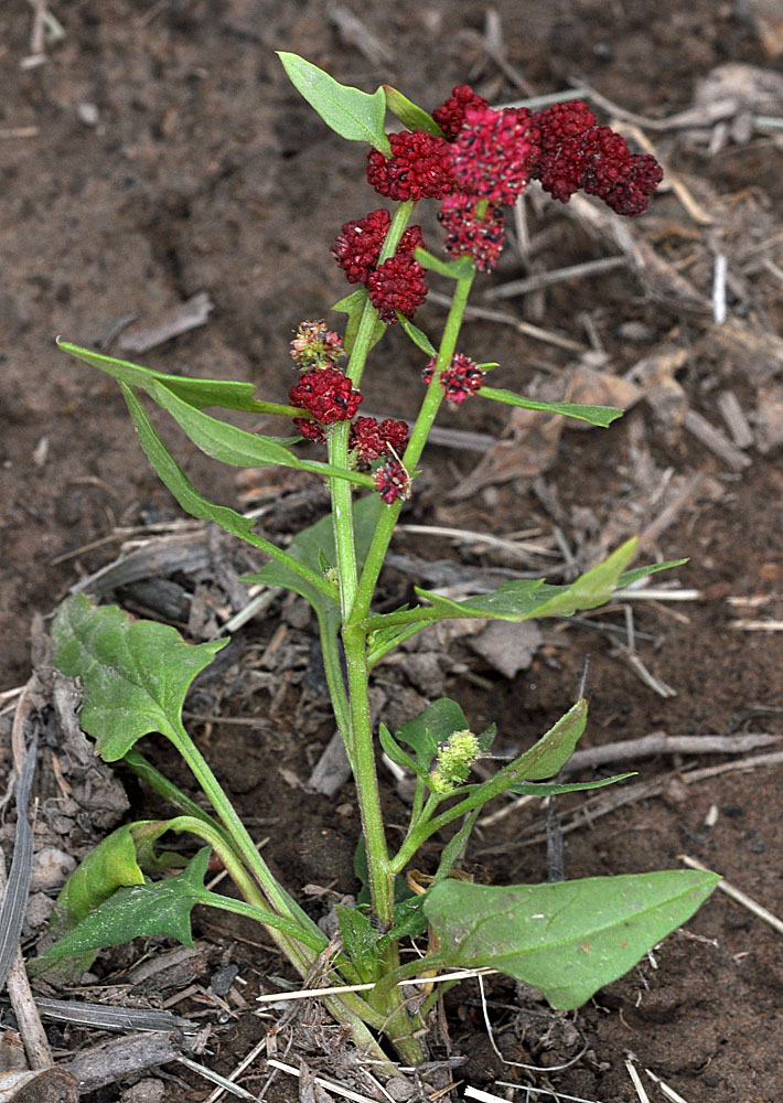 Flora of Eastern Washington Image: Chenopodium capitatum