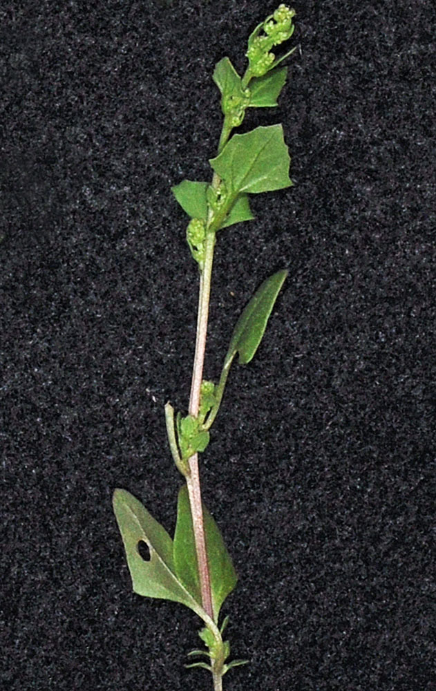 Flora of Eastern Washington Image: Oxybasis chenopodioides