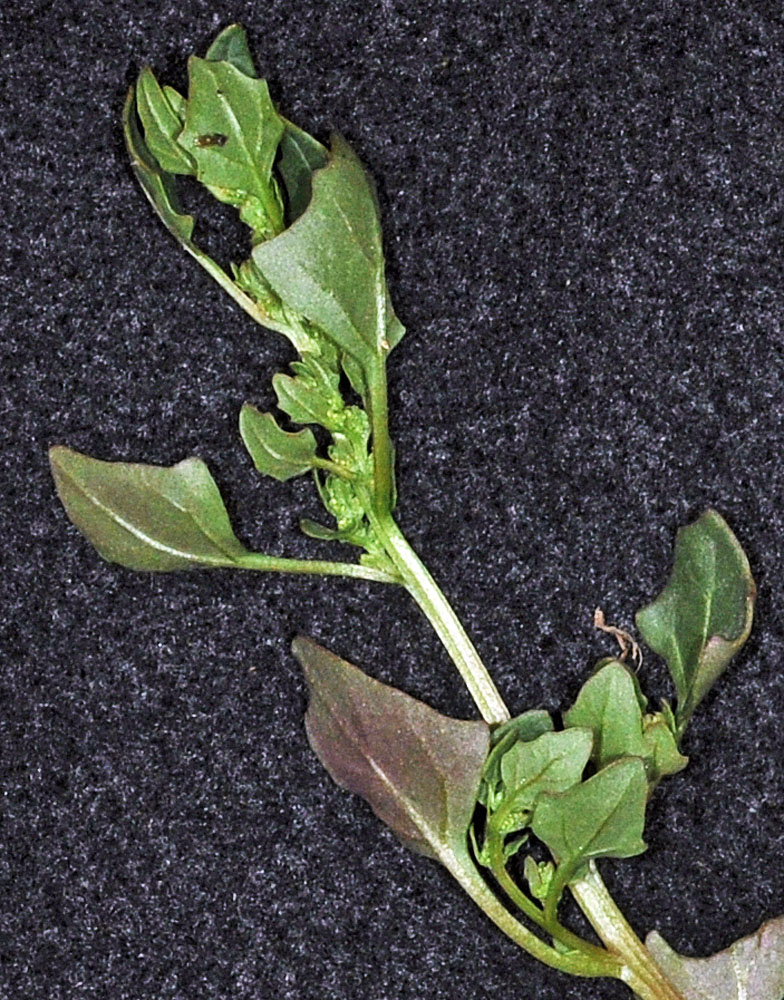 Flora of Eastern Washington Image: Chenopodium chenopodioides