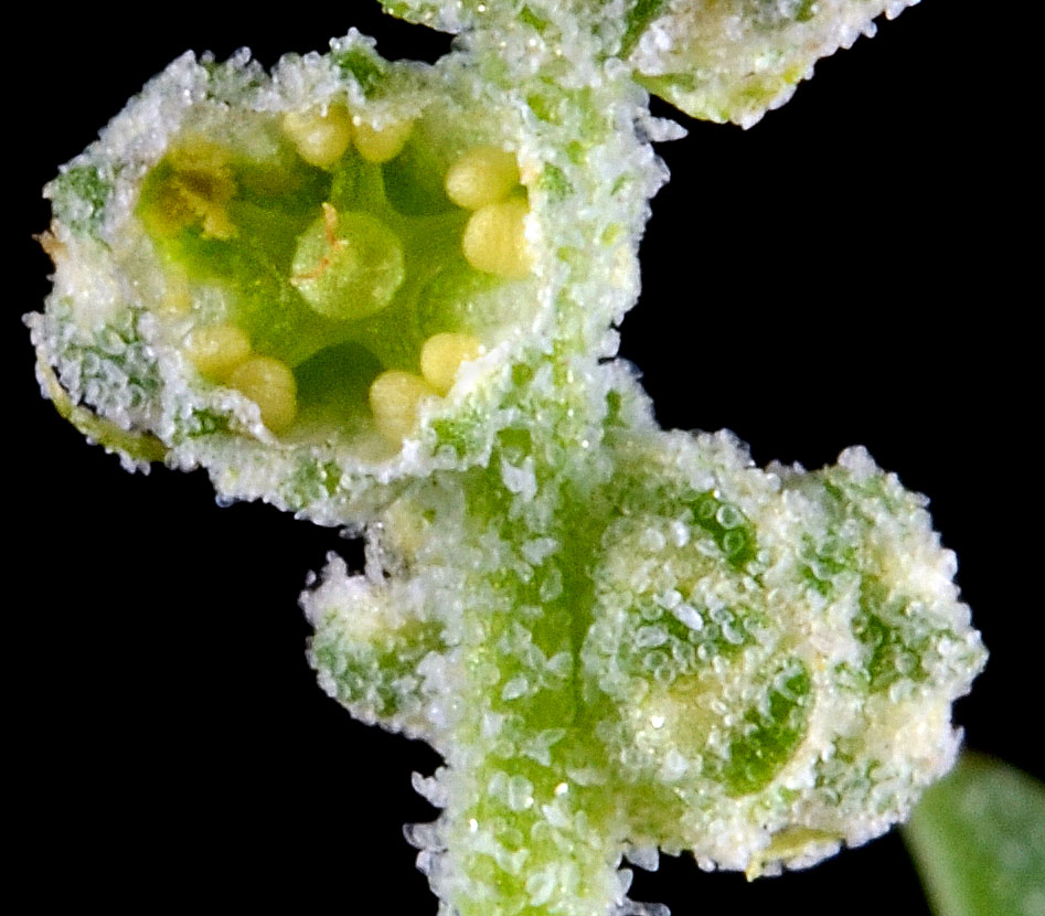 Flora of Eastern Washington Image: Chenopodium leptophyllum