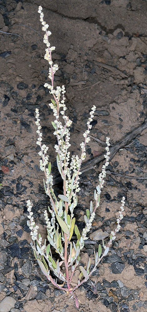 Flora of Eastern Washington Image: Chenopodium leptophyllum