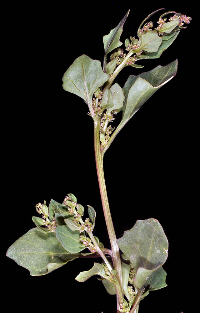 Flora of Eastern Washington Image: Oxybasis rubra