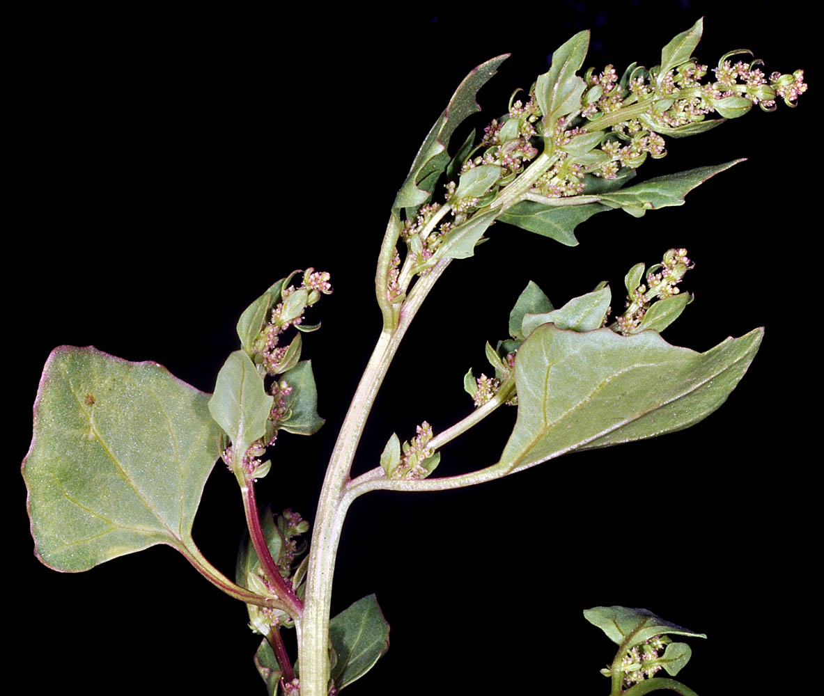 Flora of Eastern Washington Image: Chenopodium rubrum