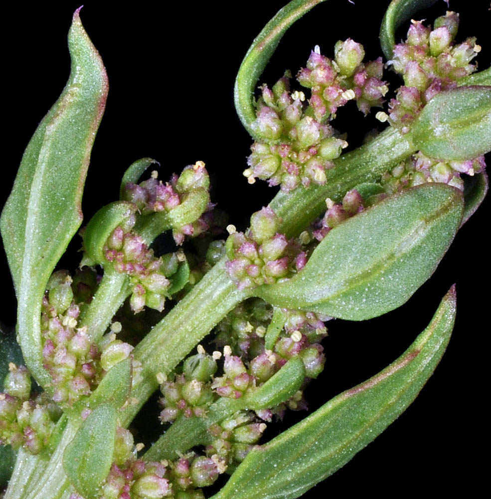 Flora of Eastern Washington Image: Chenopodium rubrum
