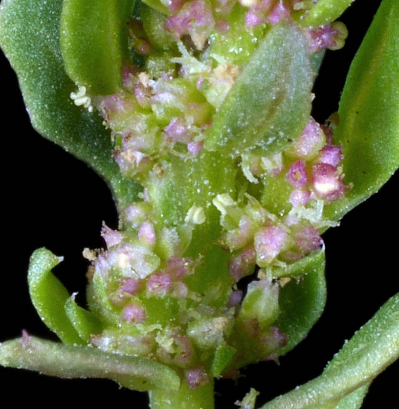 Flora of Eastern Washington Image: Oxybasis rubra