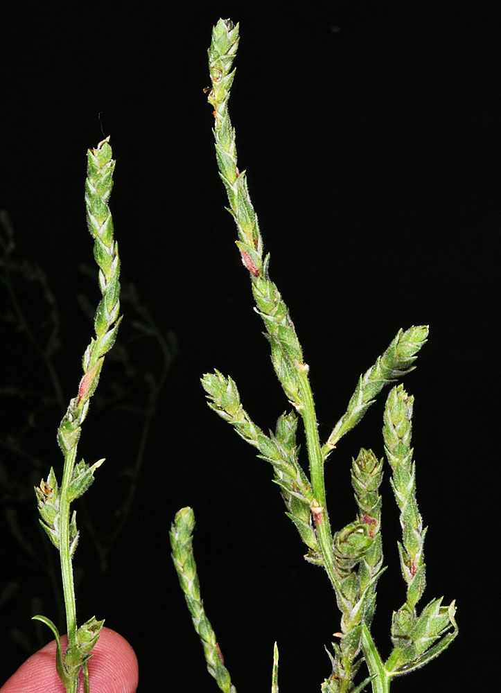 Flora of Eastern Washington Image: Corispermum ?