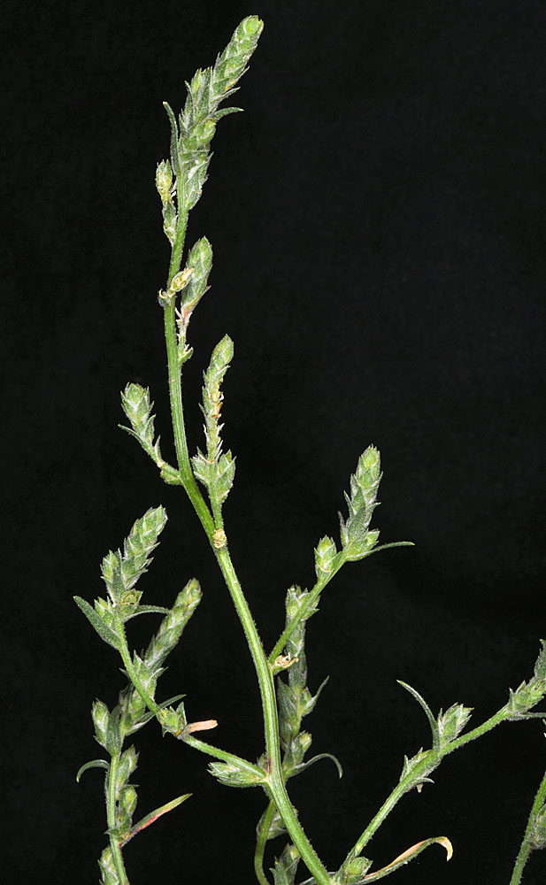 Flora of Eastern Washington Image: Corispermum ?
