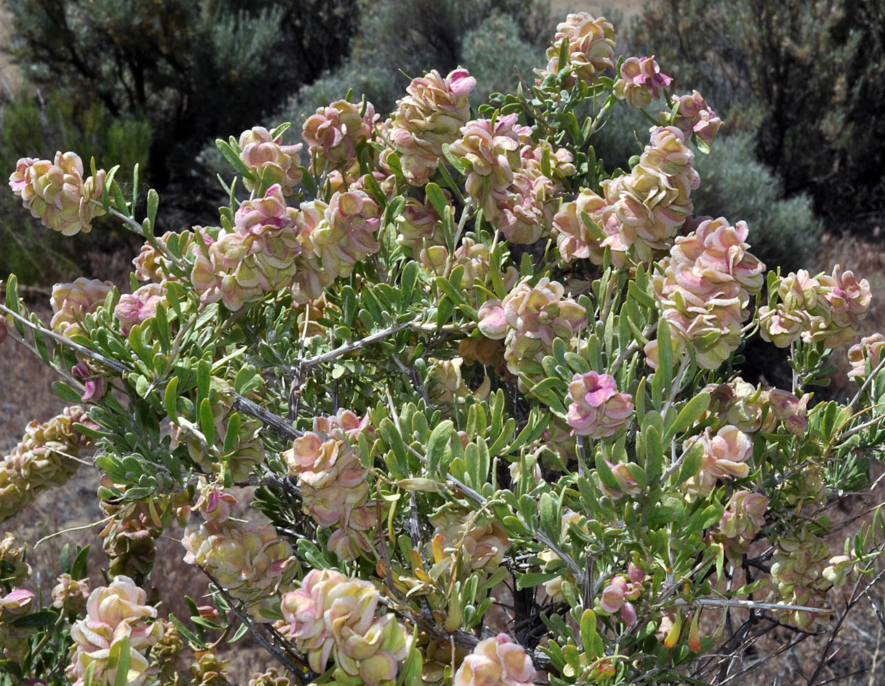Flora of Eastern Washington Image: Grayia spinosa