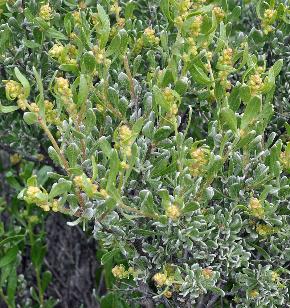Flora of Eastern Washington Image: Grayia spinosa