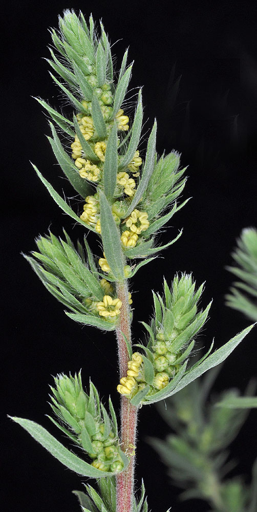 Flora of Eastern Washington Image: Bassia scoparia