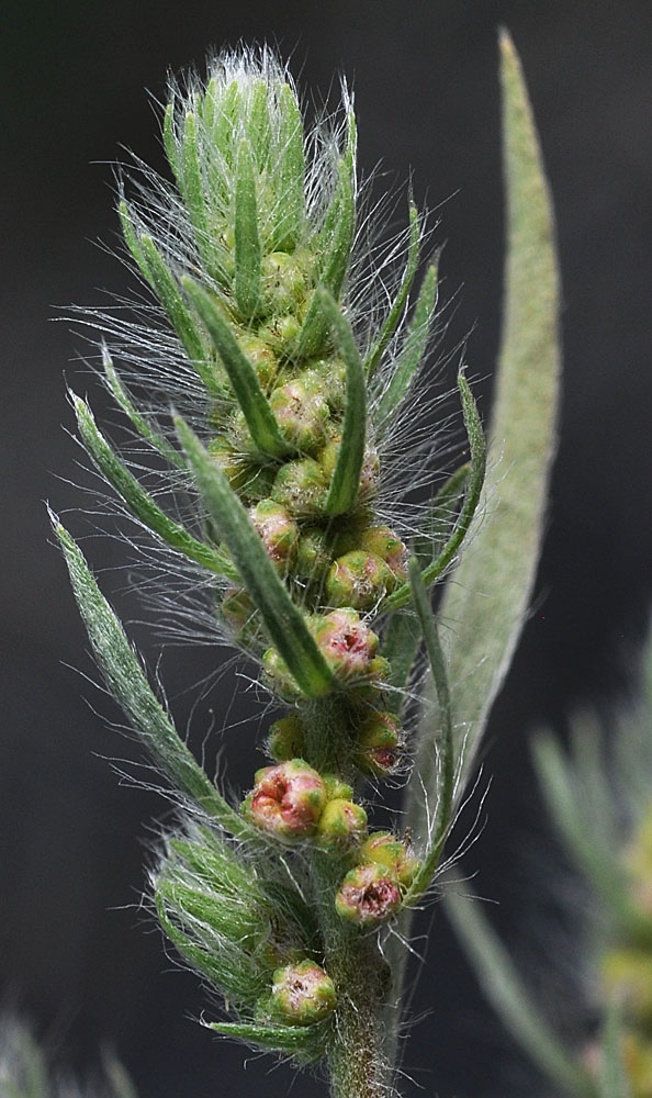 Flora of Eastern Washington Image: Kochia scoparia