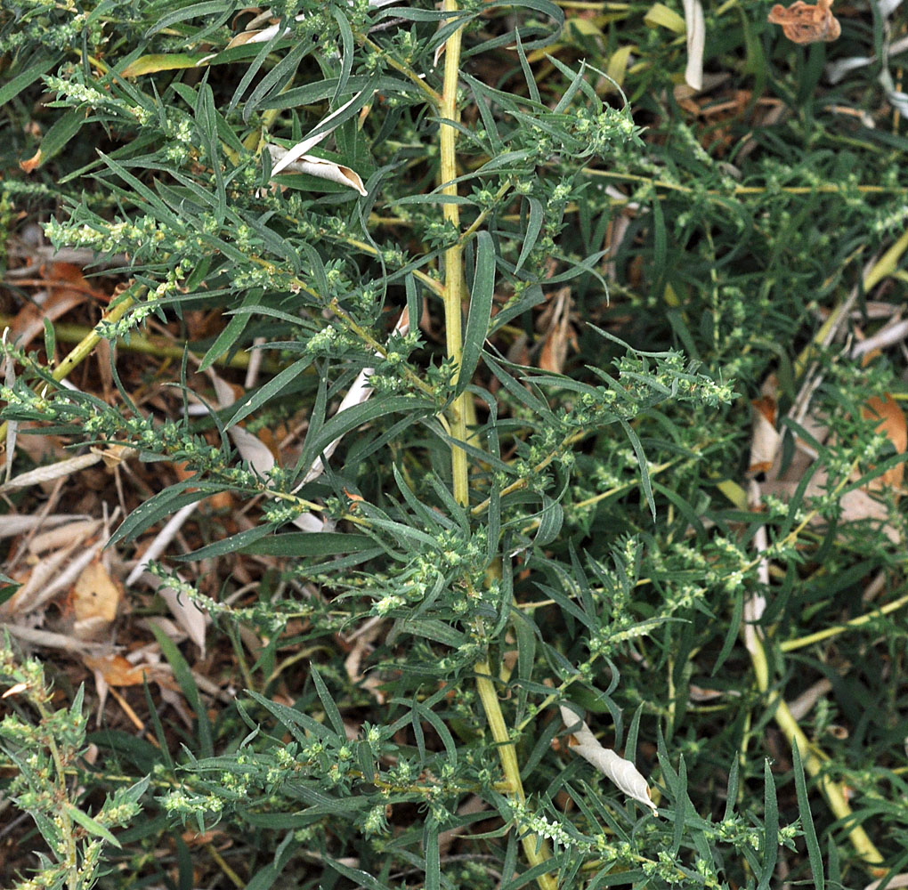 Flora of Eastern Washington Image: Kochia scoparia